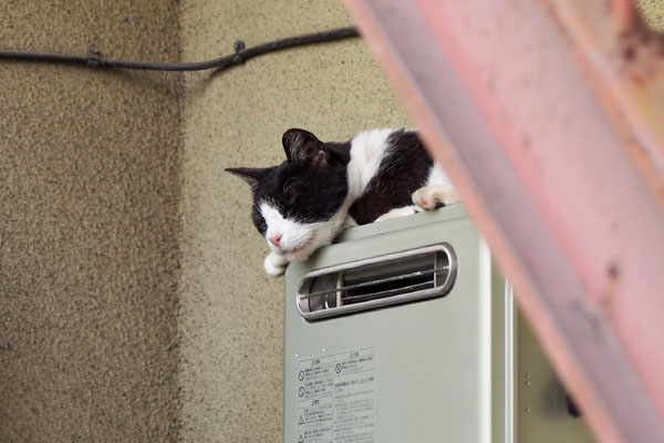 ニコル　顎乗せ寝んね