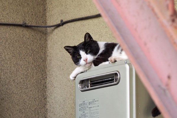 ニコル　チラ見で確認