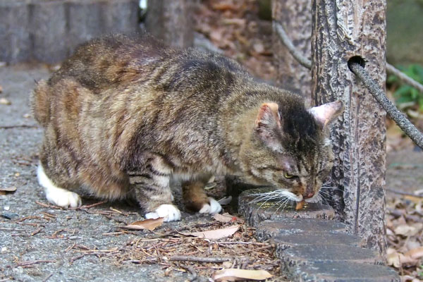 フォックス　食べる