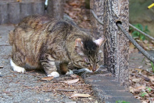 フォックス　食べる　２