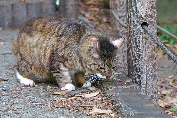 フォックス　食べる　３