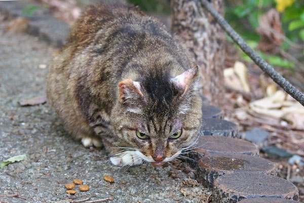 フォックス　食べる　４