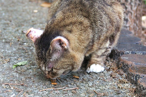 フォックス　食べる　５