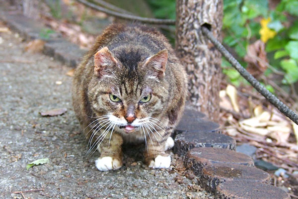 フォックス　食べ終わる