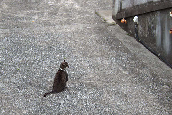 雫　上から　鳴いてる