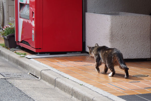 ゆう君　出撃にゃ