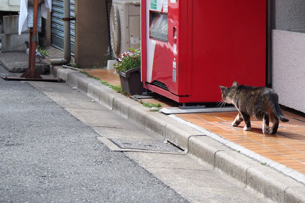 ゆう君　鳩狙い