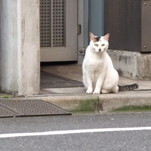 Aurora sitting and staring