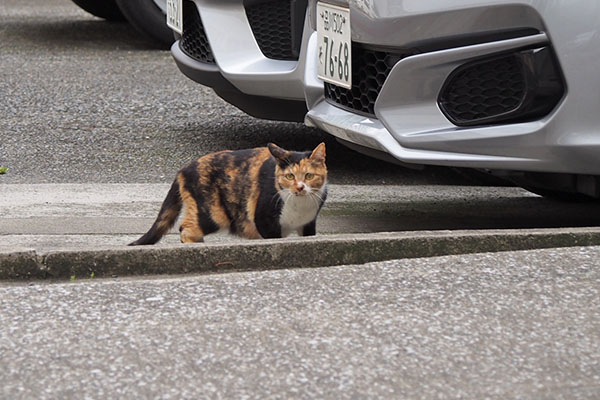 ミク　道路を渡って