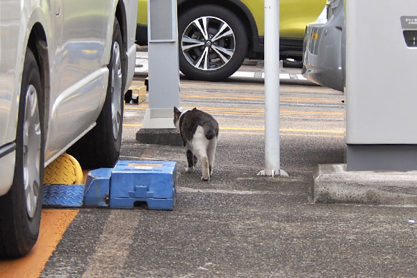 コーちゃん　巣に戻る