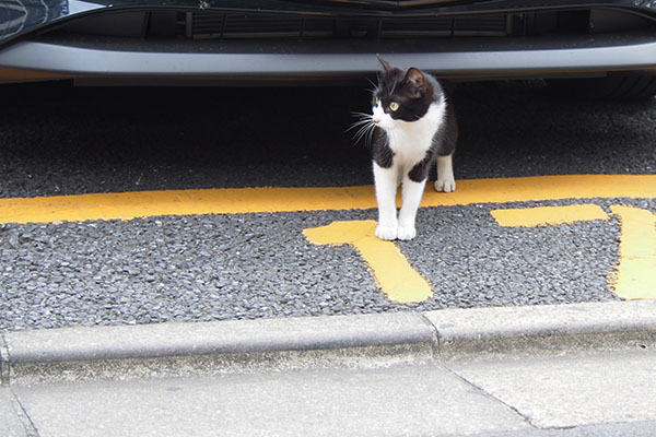 こまち　車の下から