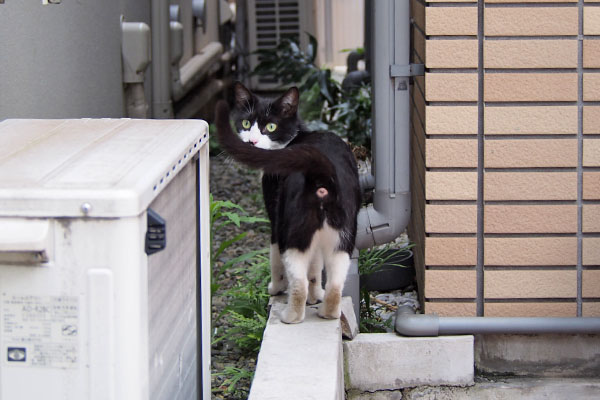 こまち　誘導中　お尻の穴