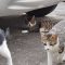 3cats at soraplace