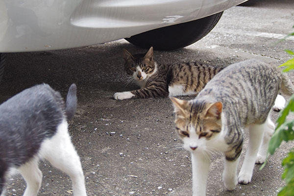 3cats at soraplace