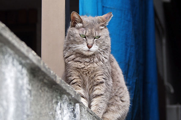 シピ　視線を外す