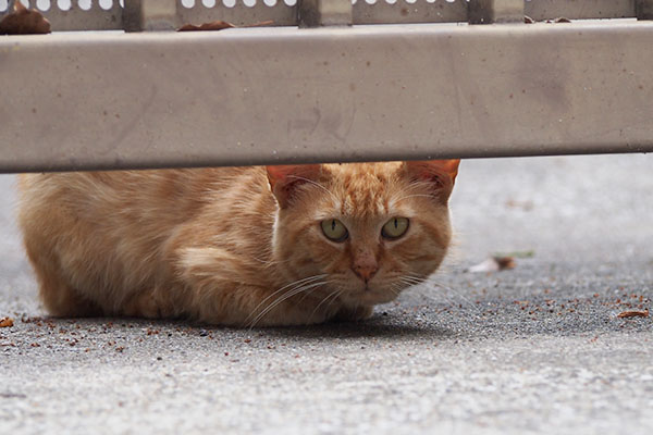 ginger cat stare