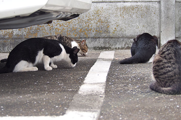 ４にゃん　フォーメーション