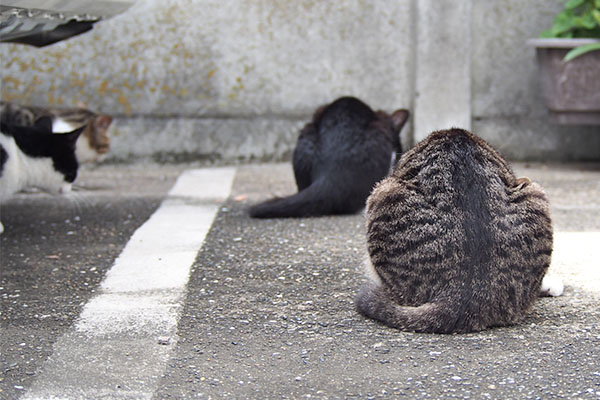 まるっとしたせなか２つ