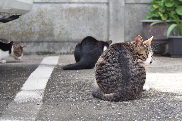 横向く　ホット