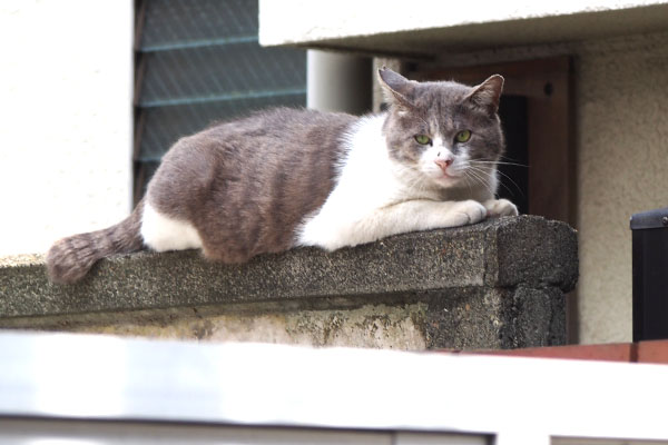 ダル太　塀の上