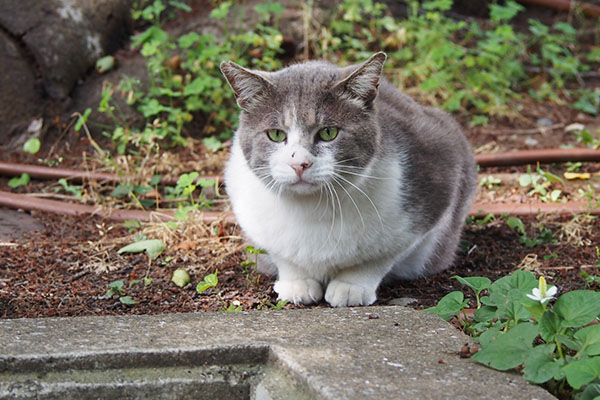 ダル太　お座りして待つ