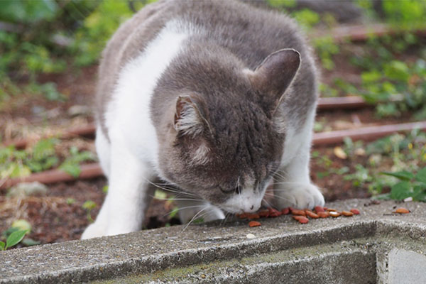 ダル太　カリカリ食べて