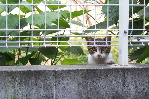 ラインが塀の向こうに居た