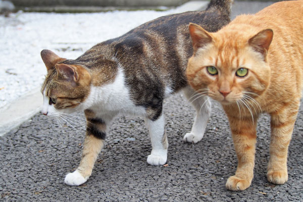 トトとネオン