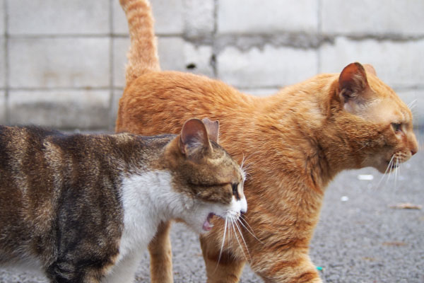 ネオンとトト　ニャー