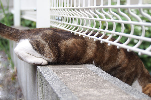 ネオンが塀の隙間をにょろり