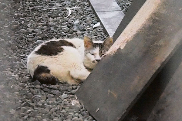 ヤン　別日　ふっくらに