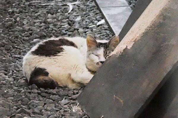 ヤン　別日　細い目