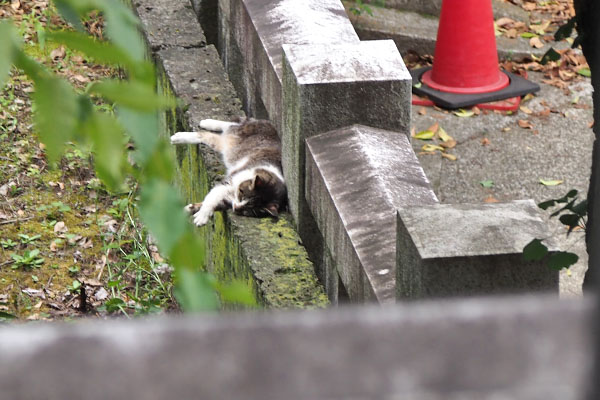 雫　お昼寝　塀の裏側