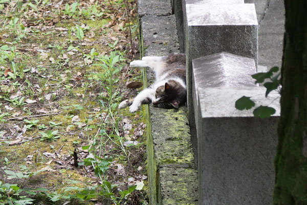 雫　お昼寝　塀の裏側　熟睡か