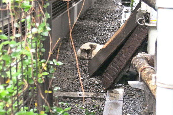 ヤン　雨の日　寝てる