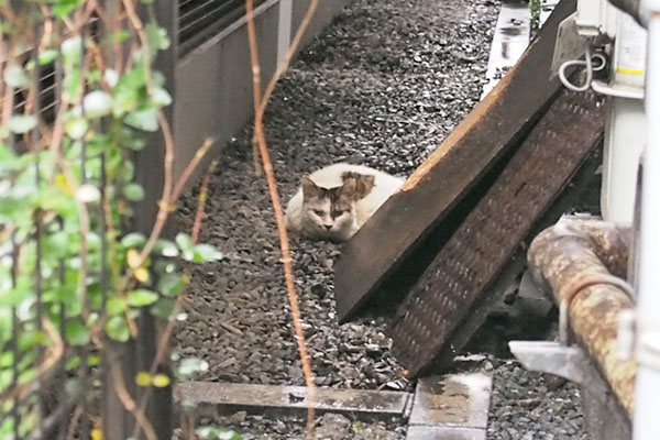 ヤン　雨の日　見た