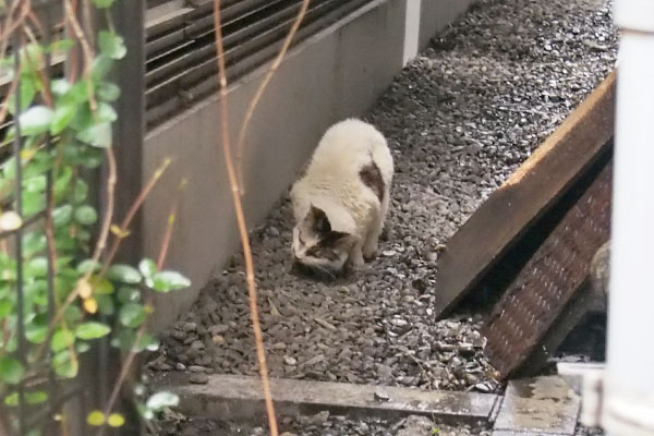 ヤン　焼きカツオ投下