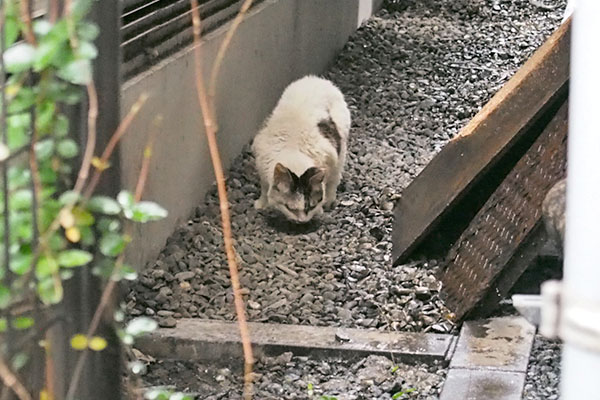 ヤン　食べてる