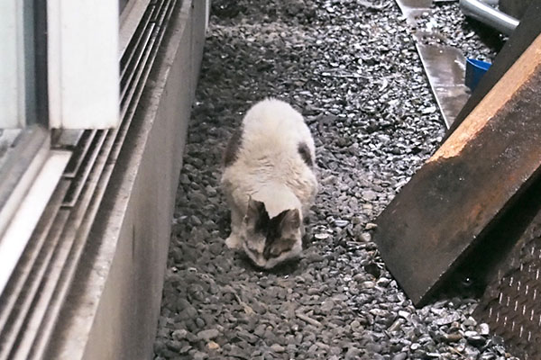 ヤン　食べてる　正面から