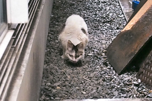 ヤン　食べてる　正面から２