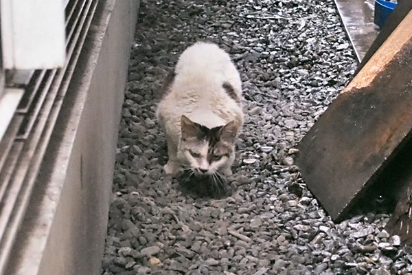 ヤン　食べてる　正面から３