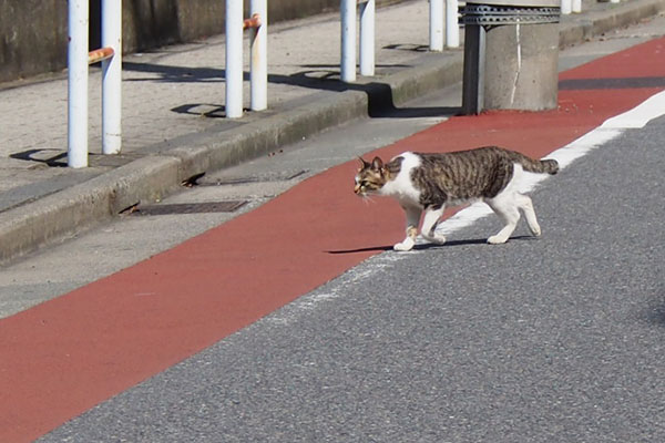 コーちゃん　道路を渡る