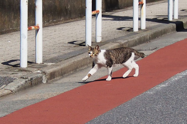 コーちゃん　道路を渡る２