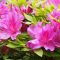 flower azalea pink