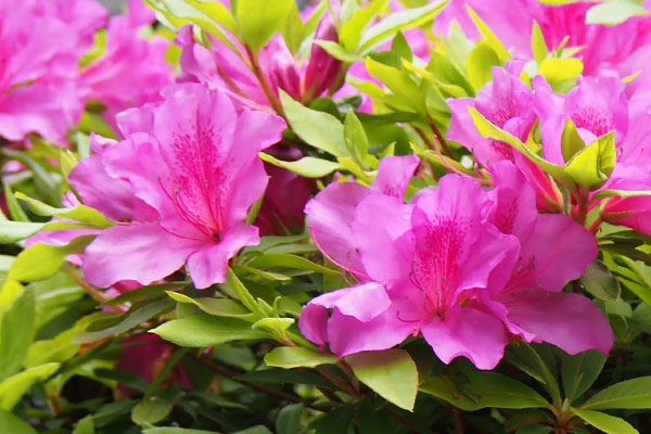 flower azalea pink