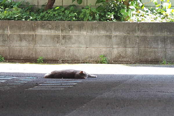 グリ　右向き