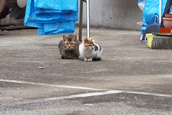 こい太とシロミ　５月