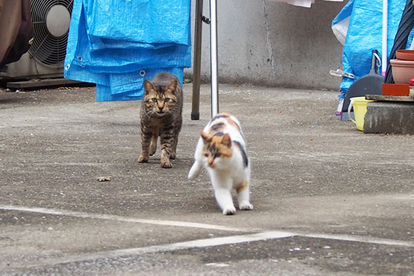 こい太とシロミ　５月　２