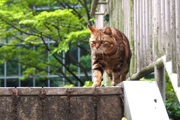 クラタン　人を見てる