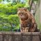 kuratan sitting on top of step